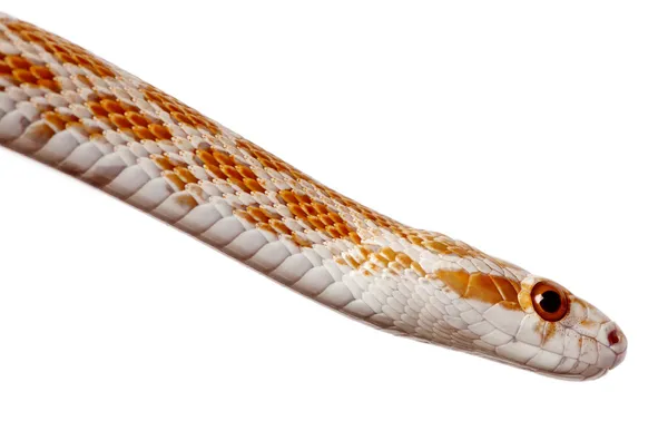 Kukorica kígyó vagy a vörös patkány kígyó, Pantherophis guttattus, fehér háttér — Stock Fotó