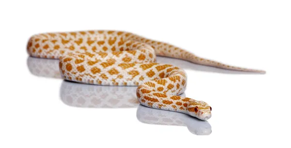 Serpente de milho, cobra vermelha de rato, Pantherophis guttattus, na frente do fundo branco — Fotografia de Stock