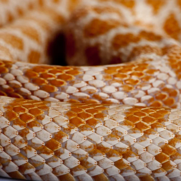 Närbild av majs ormskinn eller röda råtta ormskinn, pantherophis guttattus — Stockfoto