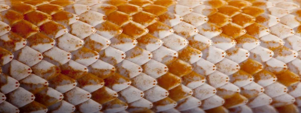 Close-up de pele de cobra de milho ou pele de cobra vermelha, Pantherophis guttattus — Fotografia de Stock