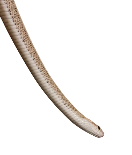 Schlange vor weißem Hintergrund, Studioaufnahme — Stockfoto