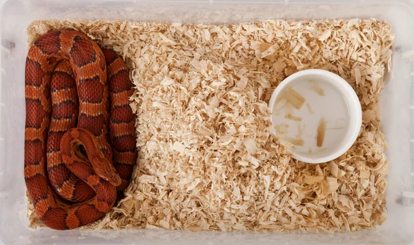 Stock image High angle view of corn snake or red rat snake, Pantherophis guttattus, in cage