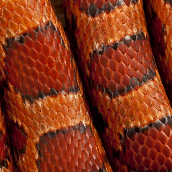 Primer plano de piel de serpiente de maíz o piel de serpiente de rata roja, Pantherophis guttattus —  Fotos de Stock