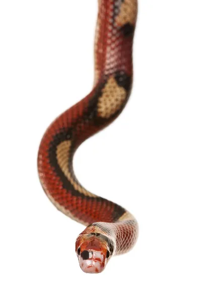 Молочная змея Нельсона, Lampropeltis triangulum nelsoni — стоковое фото