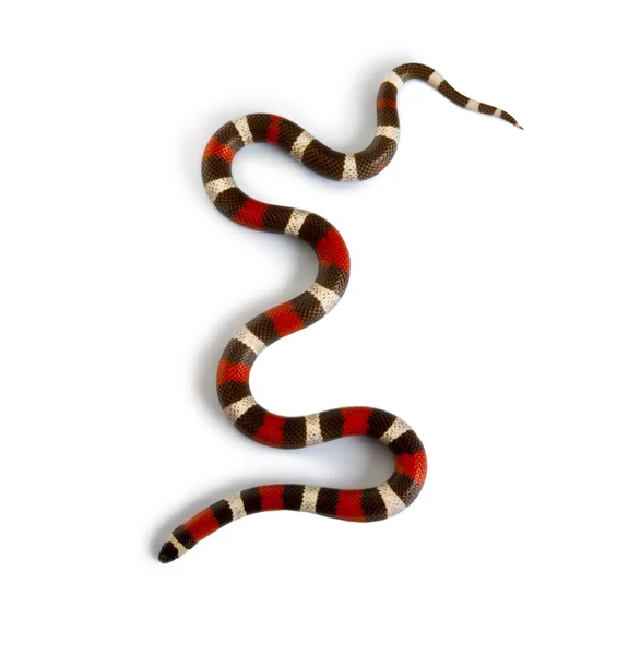 Stock image Pueblan milk snake or Campbell's milk snake