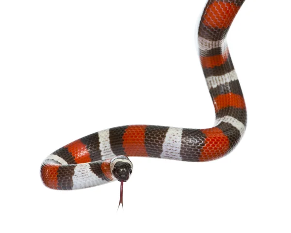 Пуэбланская молочная змея или молочная змея Кэмпбелла — стоковое фото