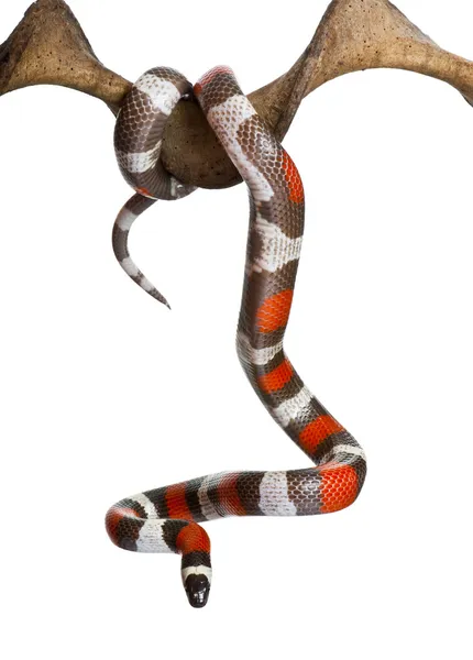 Serpente de leite Pueblan ou cobra de leite Campbell — Fotografia de Stock