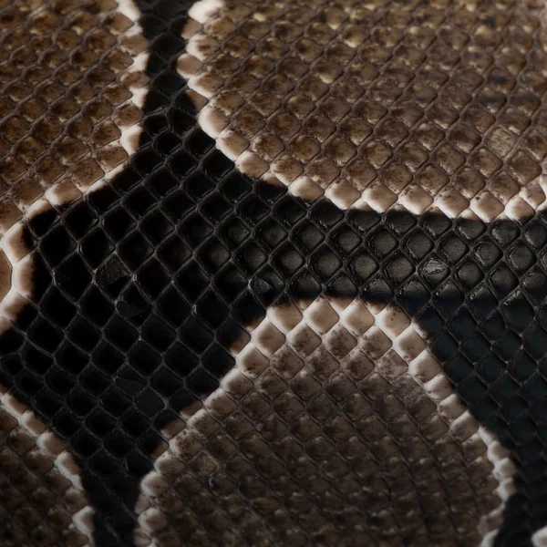 Close-up of Python regius snake scales — Stock Photo, Image