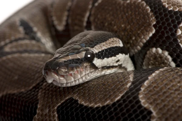 Close-up de Python regius serpente — Fotografia de Stock