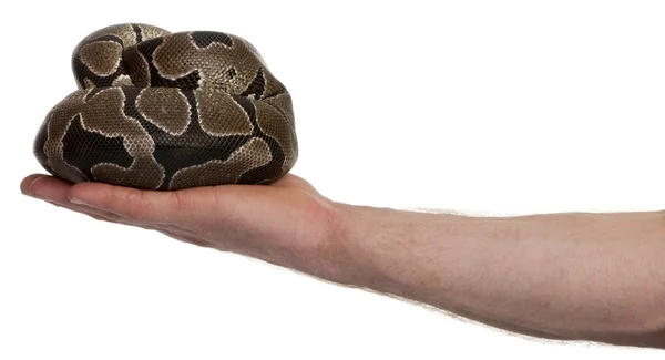 Serpiente Python regius en palma de la mano sobre fondo blanco, plano de estudio —  Fotos de Stock
