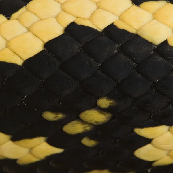 Primo piano delle squame di serpente Morelia spilota variegata, una sottospecie di pitone — Foto Stock