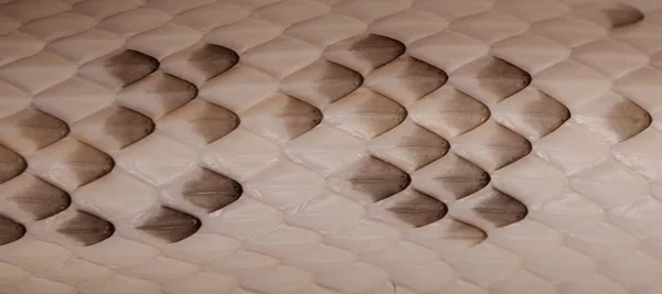 Крупний план ваги Чорна змія Пацюка — стокове фото
