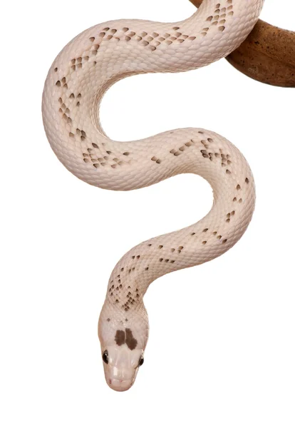 Schlange gleitet vor weißem Hintergrund, Studioaufnahme — Stockfoto