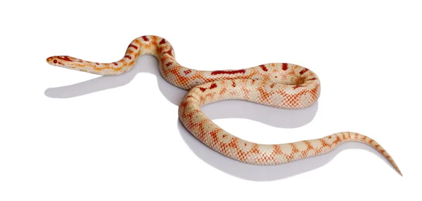 흰색 배경 앞에 미끄러져 내려오는 뱀, 스튜디오 촬영 — 스톡 사진