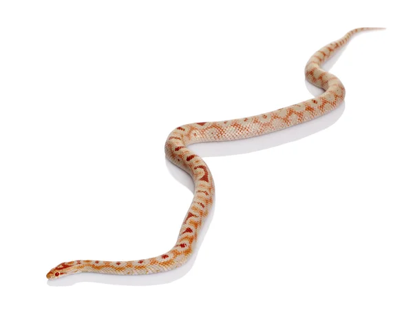 Serpente strisciare davanti a sfondo bianco, ripresa in studio — Foto Stock