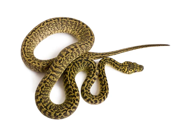 Morelia spilota variegata, eine Unterart der Python — Stockfoto