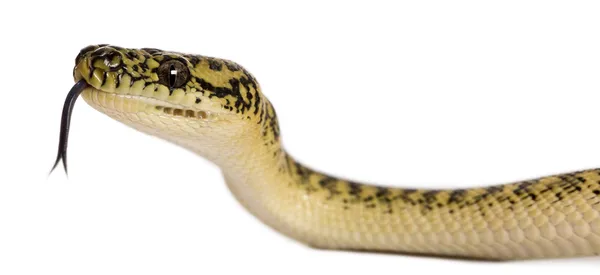 莫雷利亚 spilota 山青，python 的亚种 — 图库照片