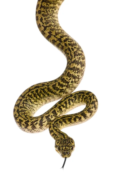 Morelia spilota variegata, eine Unterart der Python — Stockfoto