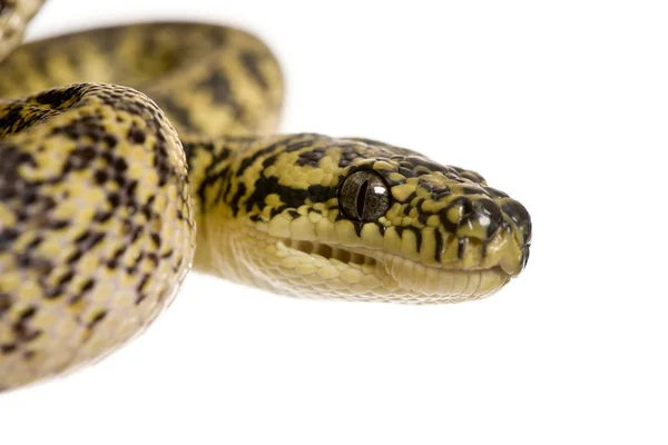 stock image Morelia spilota variegata, a subspecies of python