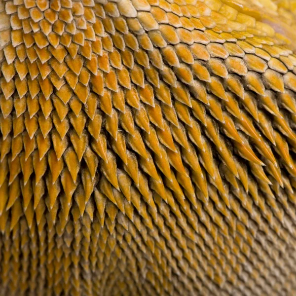 Närbild av skalor på Lawsons dragon, pogona henrylawsoni — Stockfoto