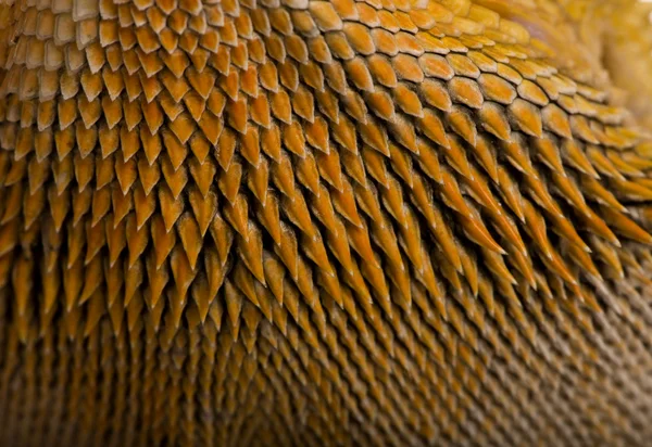 Närbild av skalor på Lawsons dragon, pogona henrylawsoni — Stockfoto