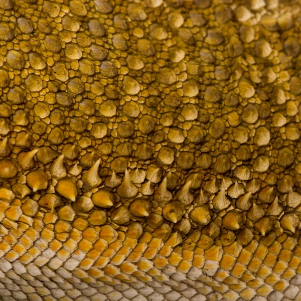 Lawson'ın ejderha, pogona henrylawsoni üzerinde ölçekler Close-Up — Stok fotoğraf