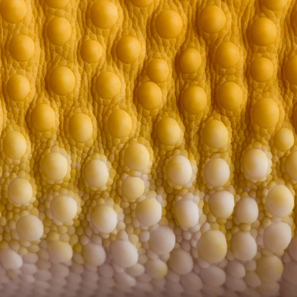 Close-up of Sunglow Leopard gecko scales, Eublepharis macularius — Stock Photo, Image