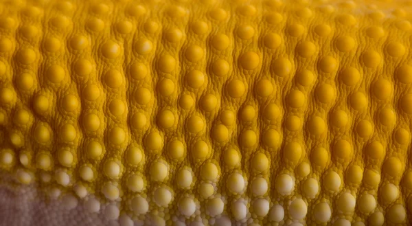 Close-up of Sunglow Leopard gecko scales, Eublepharis macularius — Stock Photo, Image
