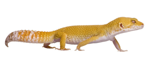 Sunglow Leopard gecko, Eublepharis macularius, walking in front of white background