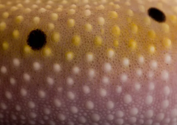 Close-up of Bell albino bolt strip leopard gecko, Eublepharis macularius — Stock Photo, Image