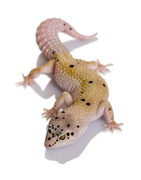 Tira de perno albino Bell gecko leopardo, Eublepharis macularius, sobre fondo blanco — Foto de Stock