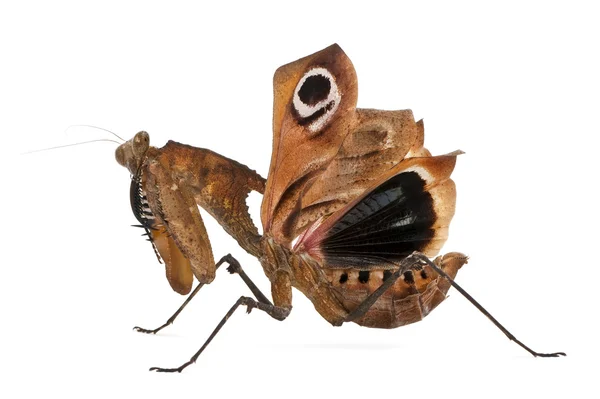Giant Dead Leaf Mantis, Deroplatys desiccata, 7 meses, frente al fondo blanco — Foto de Stock
