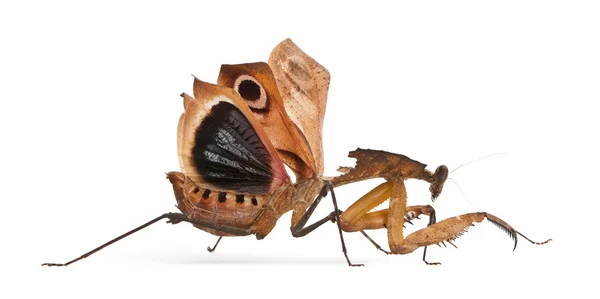 Óriás halott levél Mantis, Deroplatys desiccata, 7 hónapok régi, fehér háttér előtt — Stock Fotó