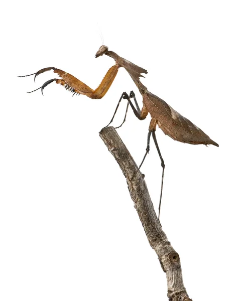 Mantis γίγαντας νεκροί σε φύλλα, deroplatys desiccata, 4 μηνών, λευκό φόντο — Φωτογραφία Αρχείου