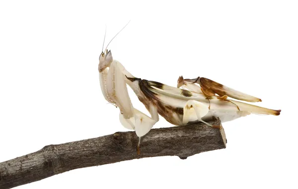Ἄρσεν καὶ hymenopus coronatus, Μαλαισίας ορχιδέα mantis, σε υποκατάστημα μπροστά από το λευκό φόντο — Φωτογραφία Αρχείου