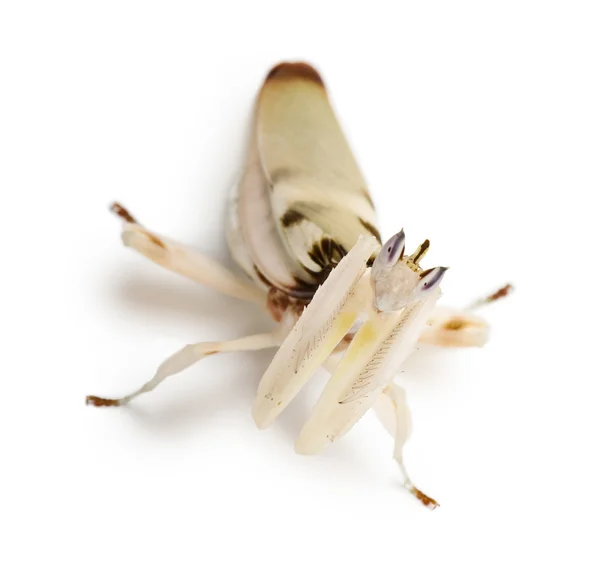 马来西亚的兰花螳螂，在白色背景前女 hymenopus 白 — 图库照片