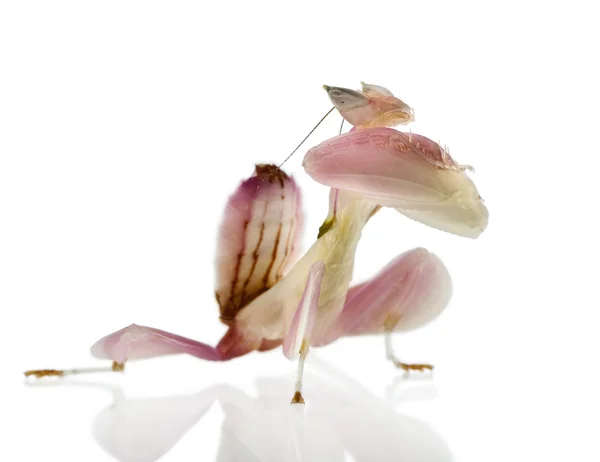 Hymenopus coronatus fêmea, mantis de orquídea malaia, na frente do fundo branco — Fotografia de Stock
