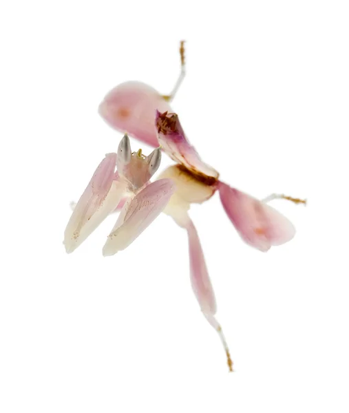Vrouwelijke hymenopus coronatus, Maleisische orchid bidsprinkhaan, voor witte achtergrond — Stockfoto