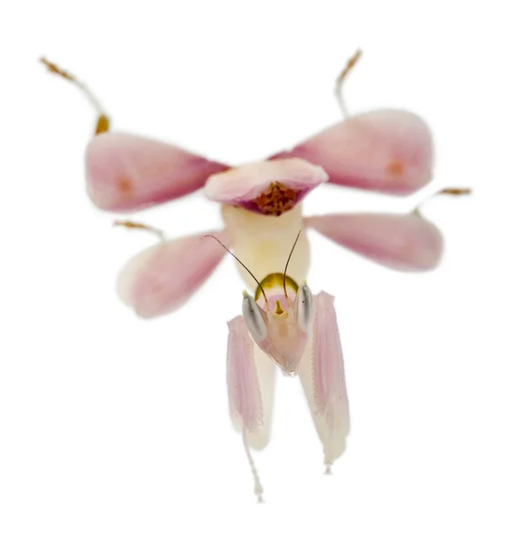Hembra hymenopus coronatus, mantis orquídea malaya, frente a fondo blanco —  Fotos de Stock