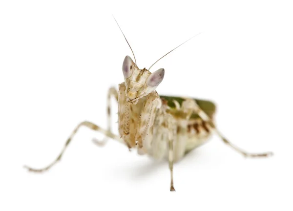 Creobroter o Flower Mantis, 1 mese — Foto Stock
