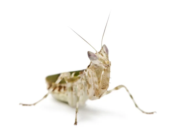 Creobroter veya çiçek mantis, 1 ay önce — Stok fotoğraf