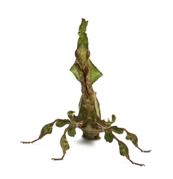 Φάντασμα της mantis, παίρνει phyllocrania, είδος ακρίδος, 3 μηνών — Φωτογραφία Αρχείου