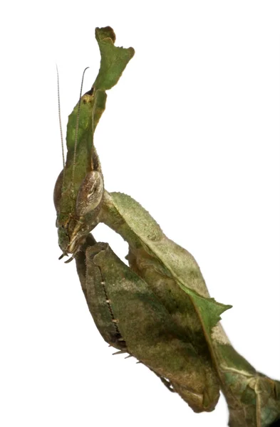 Ghost mantis, phyllocrania paradoxa, praying mantis, 3 månader gammal — Stockfoto
