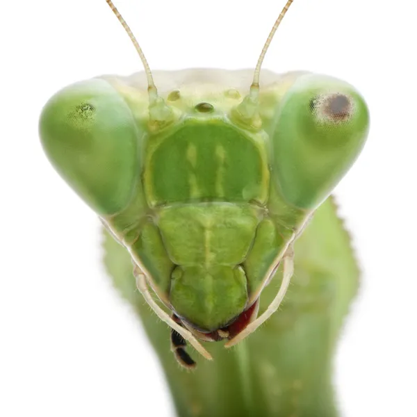 Stagmatoptera Sp, Stagmatoptera, praying mantis — Stockfoto