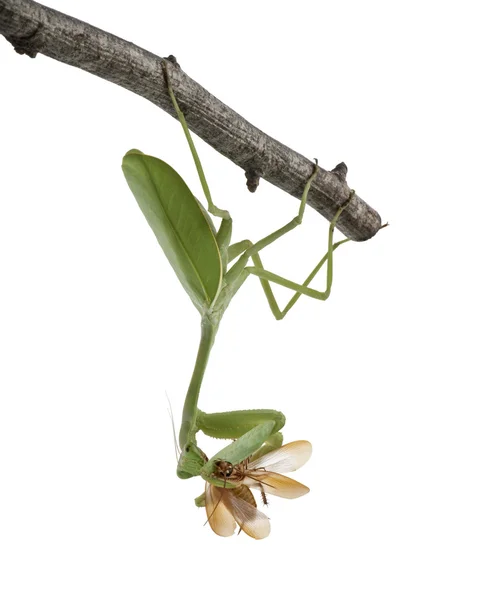 Stagmatoptera Sp, Stagmatoptera, louva-a-deus, mantidae, pendurado no ramo em frente ao fundo branco — Fotografia de Stock