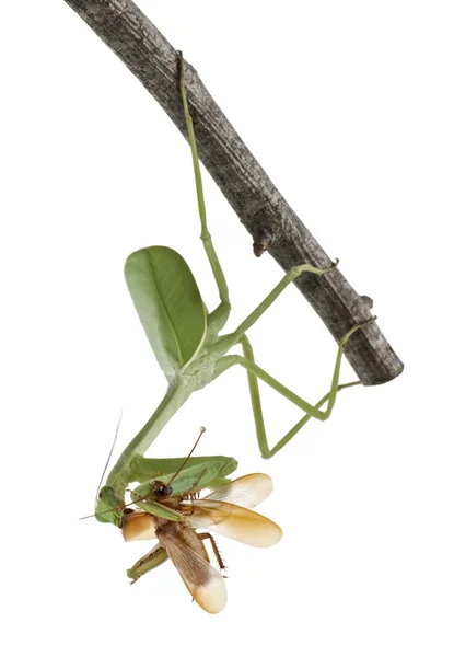 Stagmatoptera Sp, Stagmatoptera, louva-a-deus, mantidae, pendurado no ramo em frente ao fundo branco — Fotografia de Stock