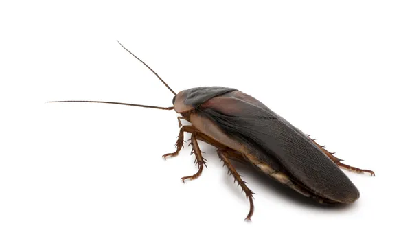 Dubia kakkerlak, blaptica dubia, voor witte achtergrond — Stockfoto