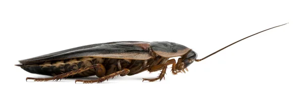 Dubia kakkerlak, blaptica dubia, voor witte achtergrond — Stockfoto