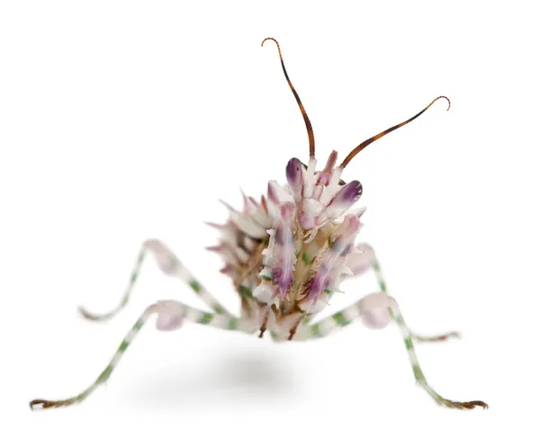 多刺花螳螂、 花螳螂、 pseudocreobotra wahlbergii — 图库照片