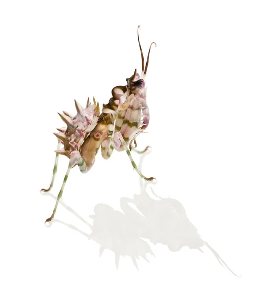 Mantis flor espinosa, Mantis flor, Pseudocreobotra Wahlbergii —  Fotos de Stock